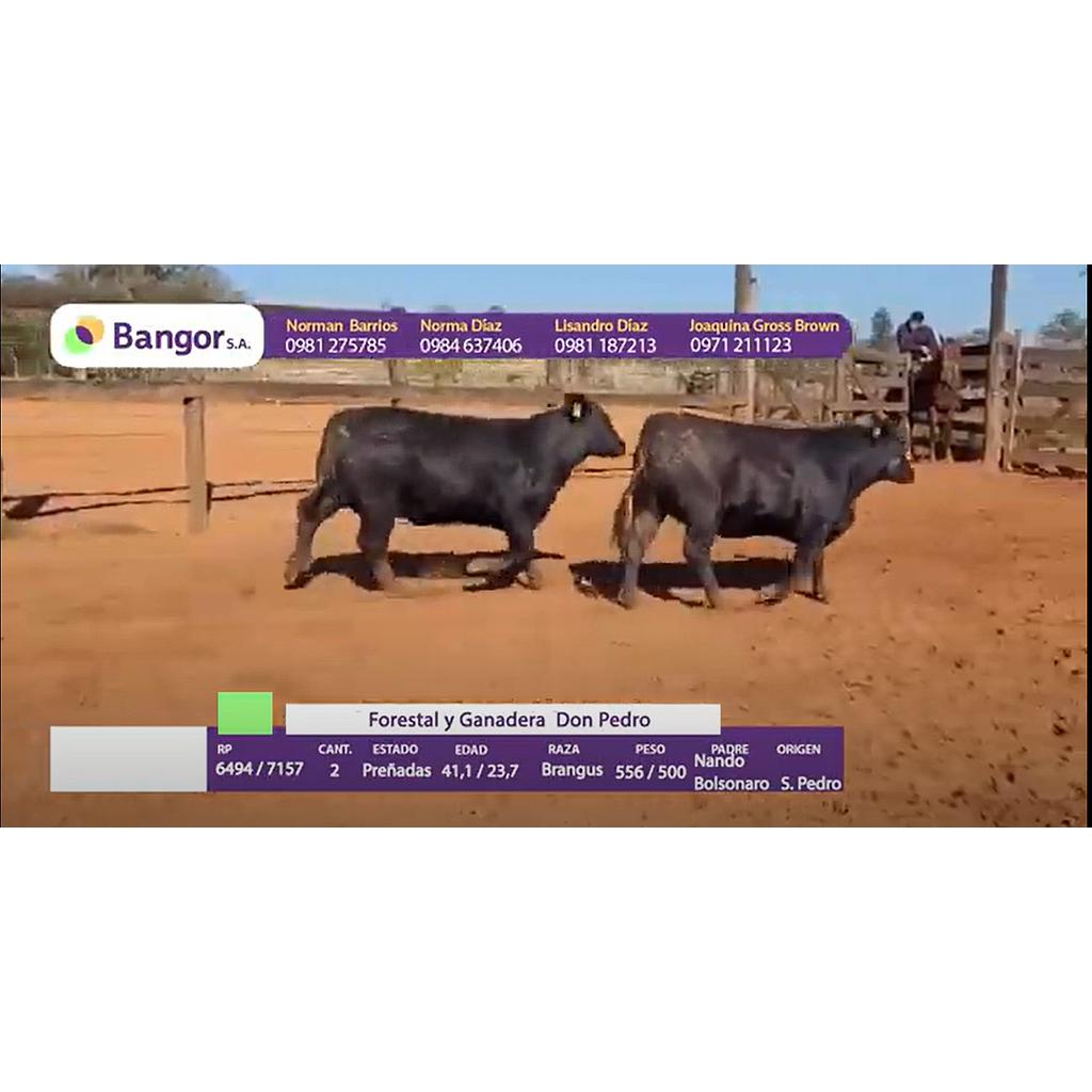 Auction For LOTE 17 - VAQUILLAS PREÑADAS REGISTRADAS