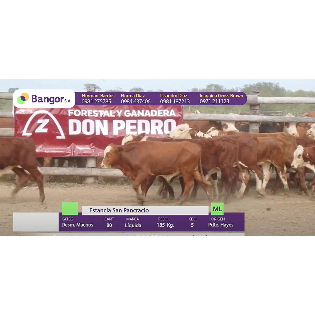 Auction For LOTE 13 - DESMAMANTES MACHOS