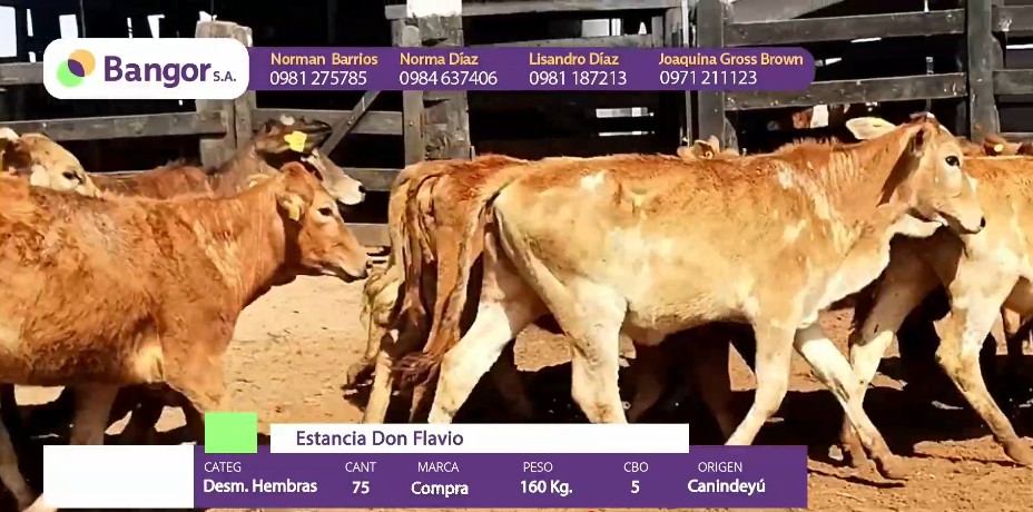 Auction For LOTE 07 - DESMAMANTES HEMBRAS