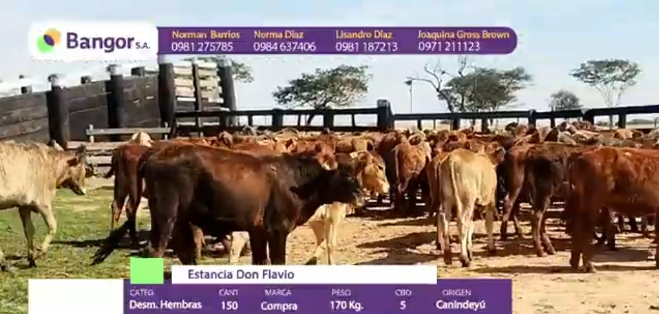 Auction For LOTE 08 - DESMAMANTES HEMBRAS