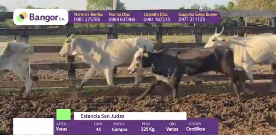 Auction For LOTE 11 - VACAS