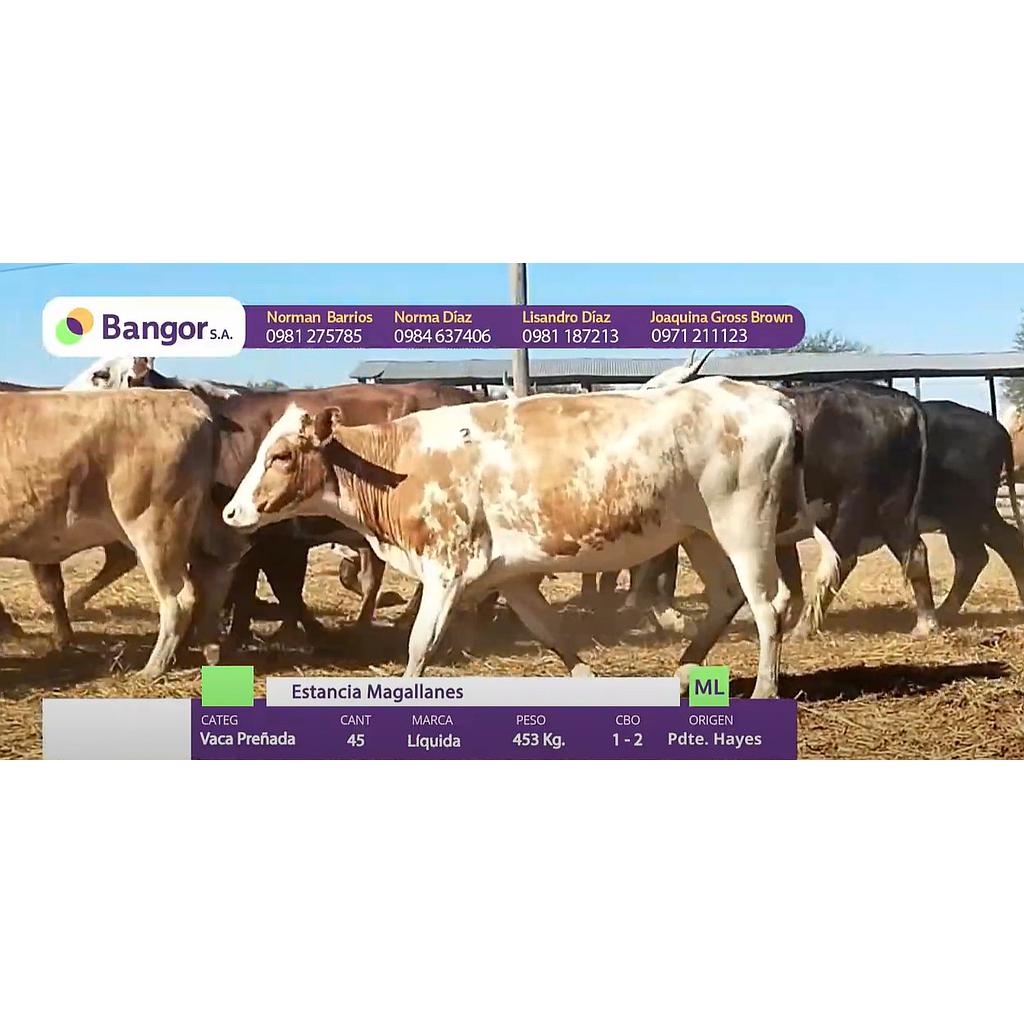 Auction For LOTE 08 - VACAS PREÑADAS