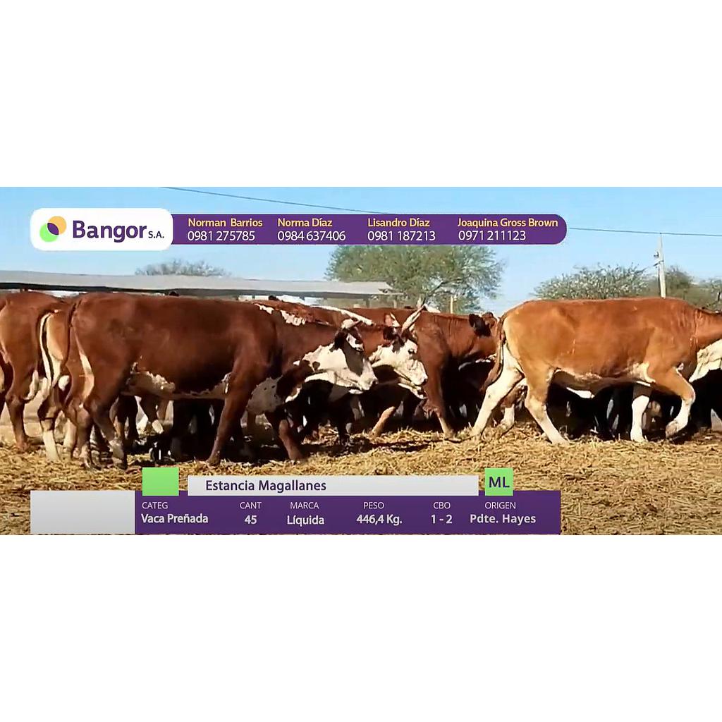 Auction For LOTE 07 - VACAS PREÑADAS