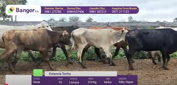Auction For LOTE 04 - VACAS