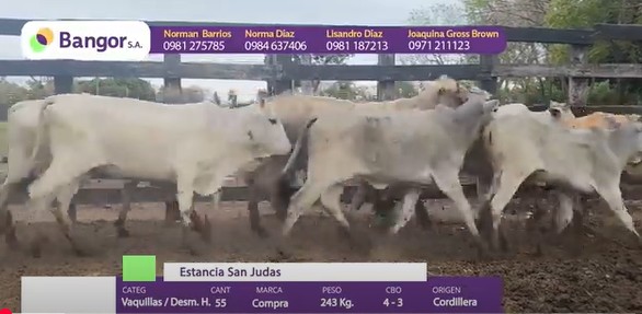 Auction For LOTE 05 - DESMAMANTES HEMBRAS Y VAQUILLAS