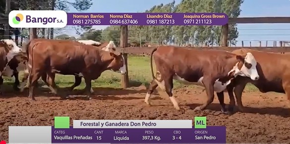 Auction For LOTE 06 - VAQUILLAS PREÑADAS