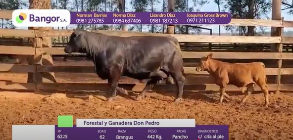 Auction For LOTE 10 - VACA C/ CRIA