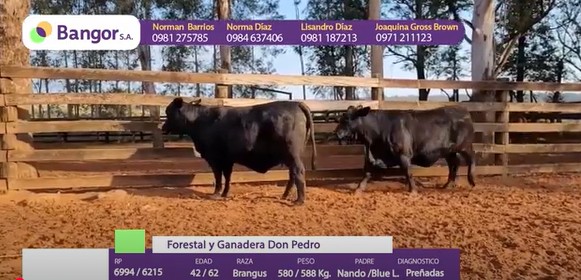 Auction For LOTE 11 - VACAS PREÑADAS