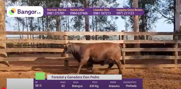 Auction For LOTE 12 - VACA PREÑADA