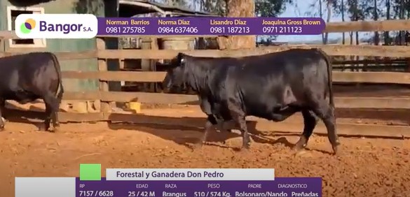 Auction For LOTE 13 - VACAS PREÑADAS