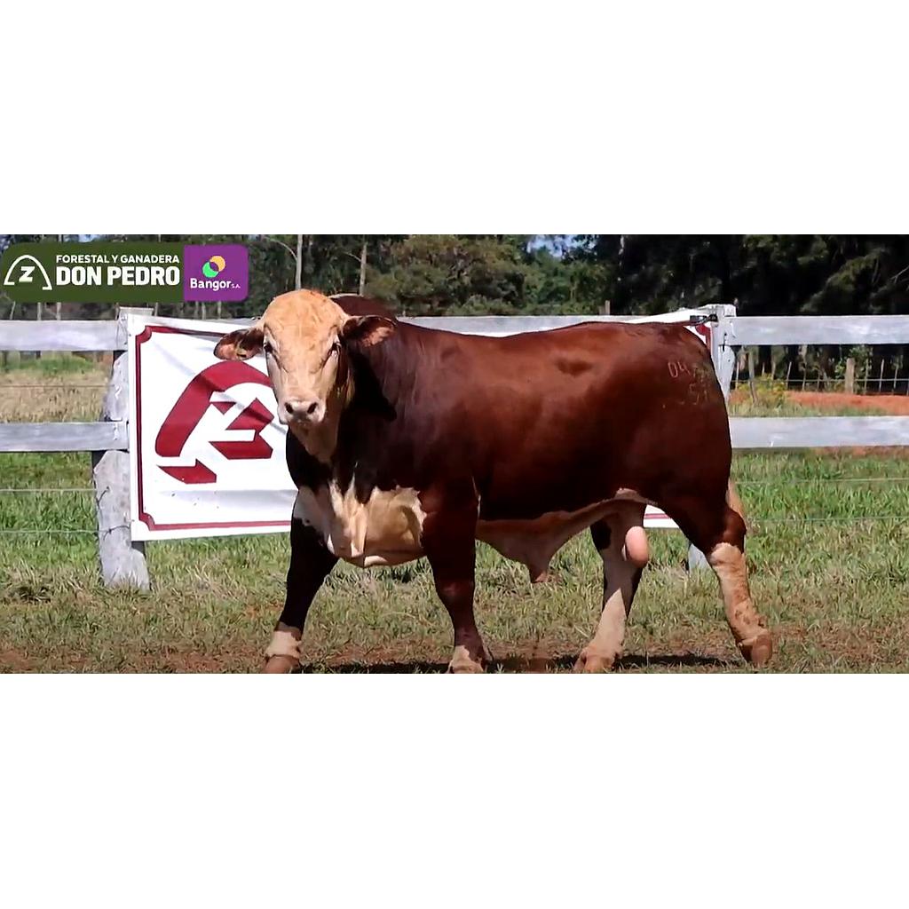 Auction For LOTE 02 - TORO BRAFORD