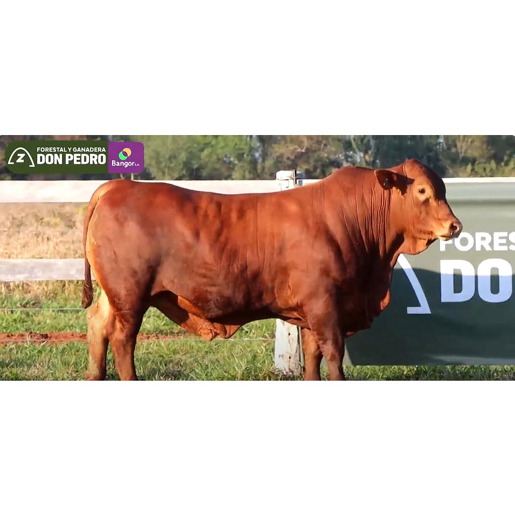 Auction For LOTE 05 - TORO BRANGUS COLORADO