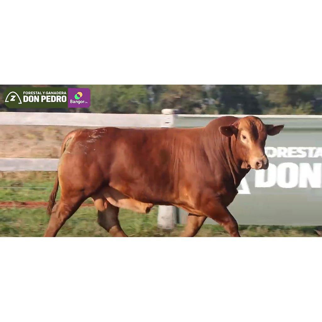 Auction For LOTE 06 - TORO BRANGUS COLORADO