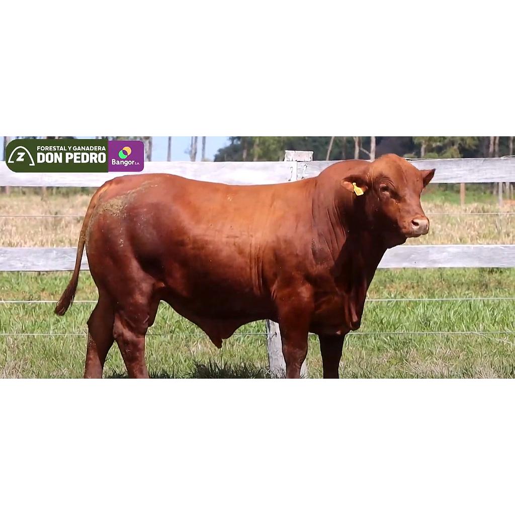 Auction For LOTE 07 - TORO BRANGUS COLORADO