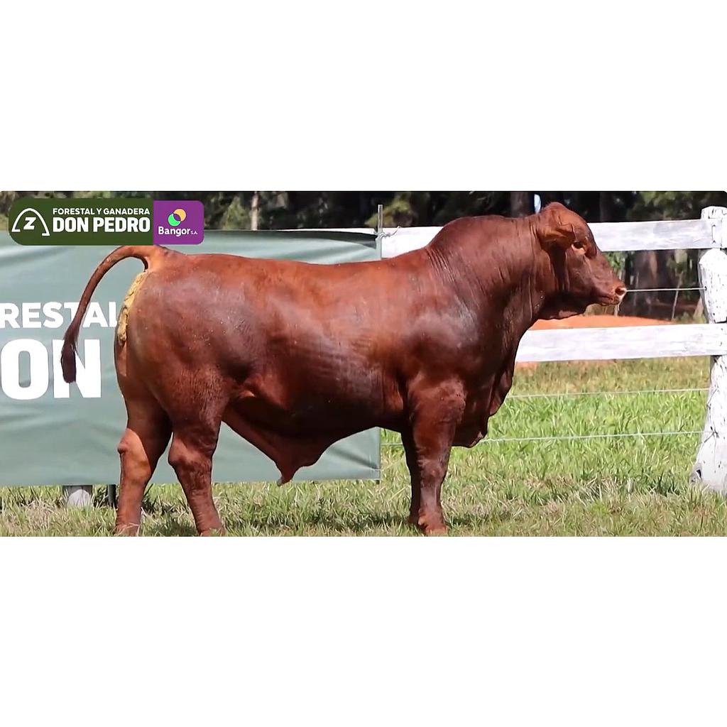 Auction For LOTE 08 - TORO BRANGUS COLORADO