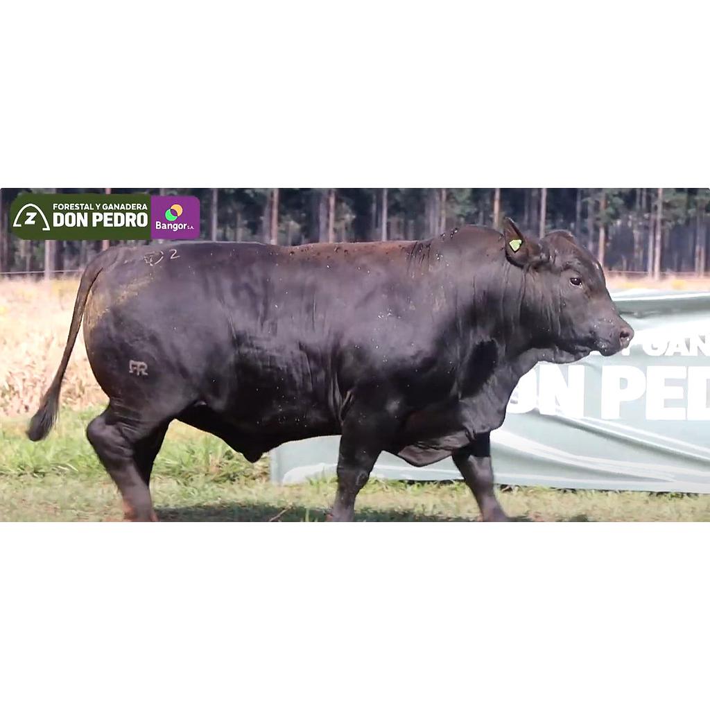 Auction For LOTE 10 - TORO BRANGUS NEGRO