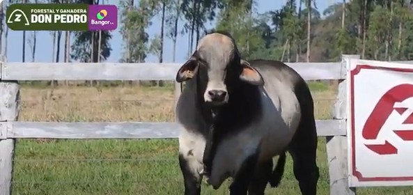 Auction For LOTE 12 - TORO BRAHMAN