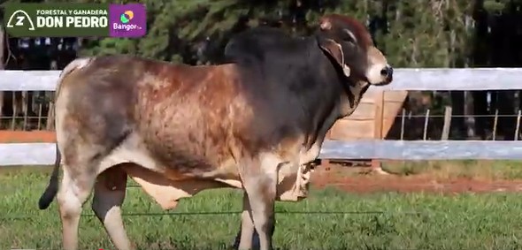 Auction For LOTE 13 - TORO BRAHMAN