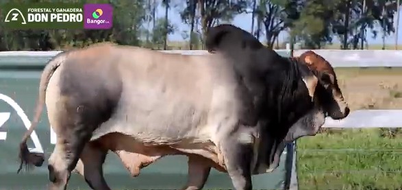 Auction For LOTE 14 - TORO BRAHMAN