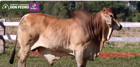 Auction For LOTE 15 - TORO BRAHMAN