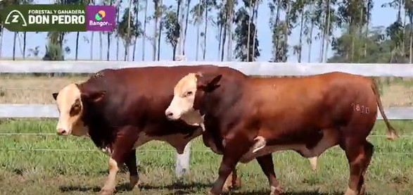 Auction For LOTE 18 - TOROS BRAFORD
