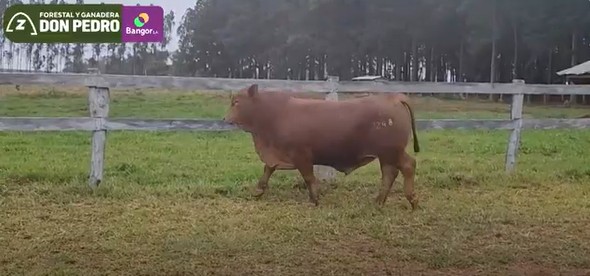 Auction For LOTE 20 - TORO BRANGUS COLORADO