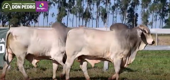 Auction For LOTE 30 - TOROS BRAHMAN