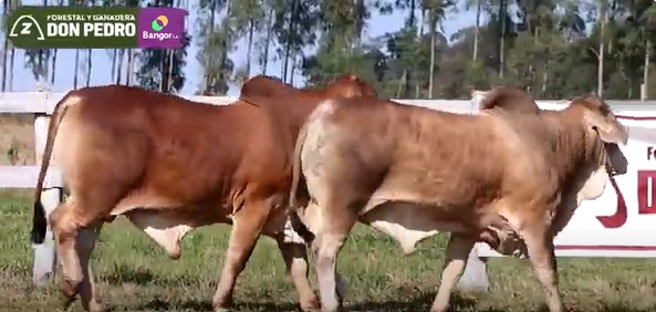 Auction For LOTE 31 - TOROS BRAHMAN