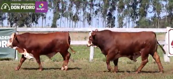 Auction For LOTE 34 - TOROS BRAFORD