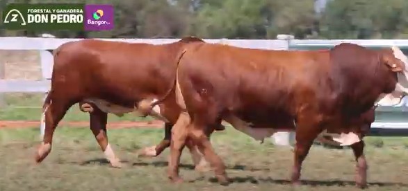 Auction For LOTE 35 - TOROS BRAFORD