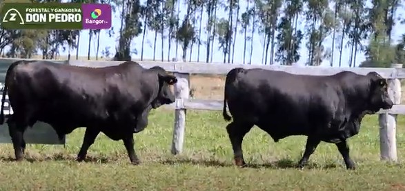 Auction For LOTE 41 - TOROS BRANGUS NEGROS