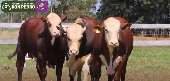 Auction For LOTE 47 - TOROS BRAFORD