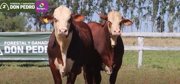 Auction For LOTE 60 - TOROS BRAFORD