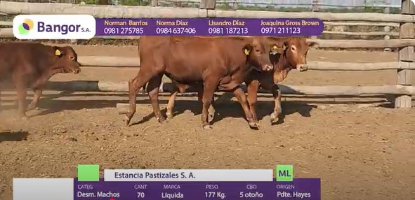 Auction For LOTE 01 - DESMAMANTES MACHOS