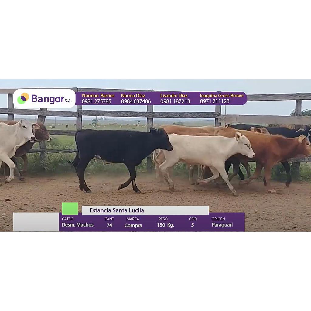 Auction For LOTE 05 - DESMAMANTES MACHOS