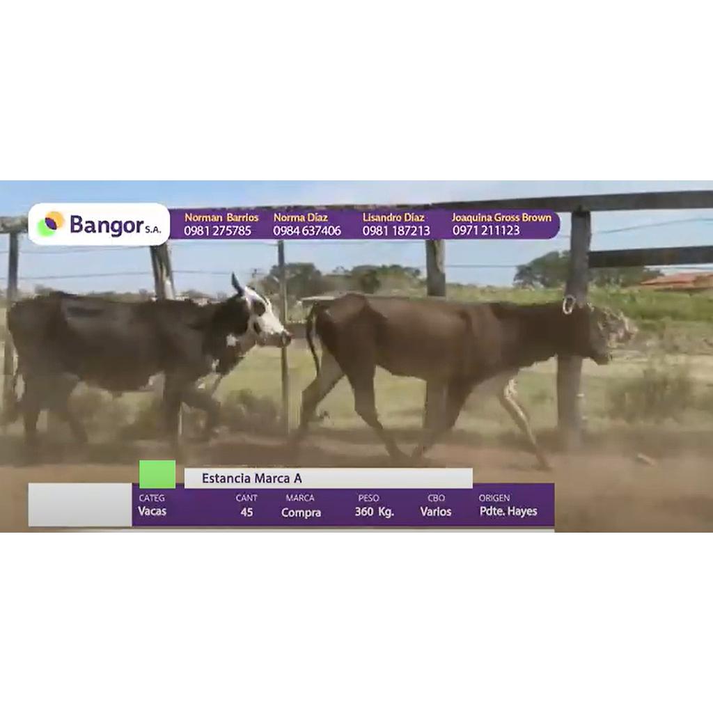 Auction For LOTE 13 - VACAS