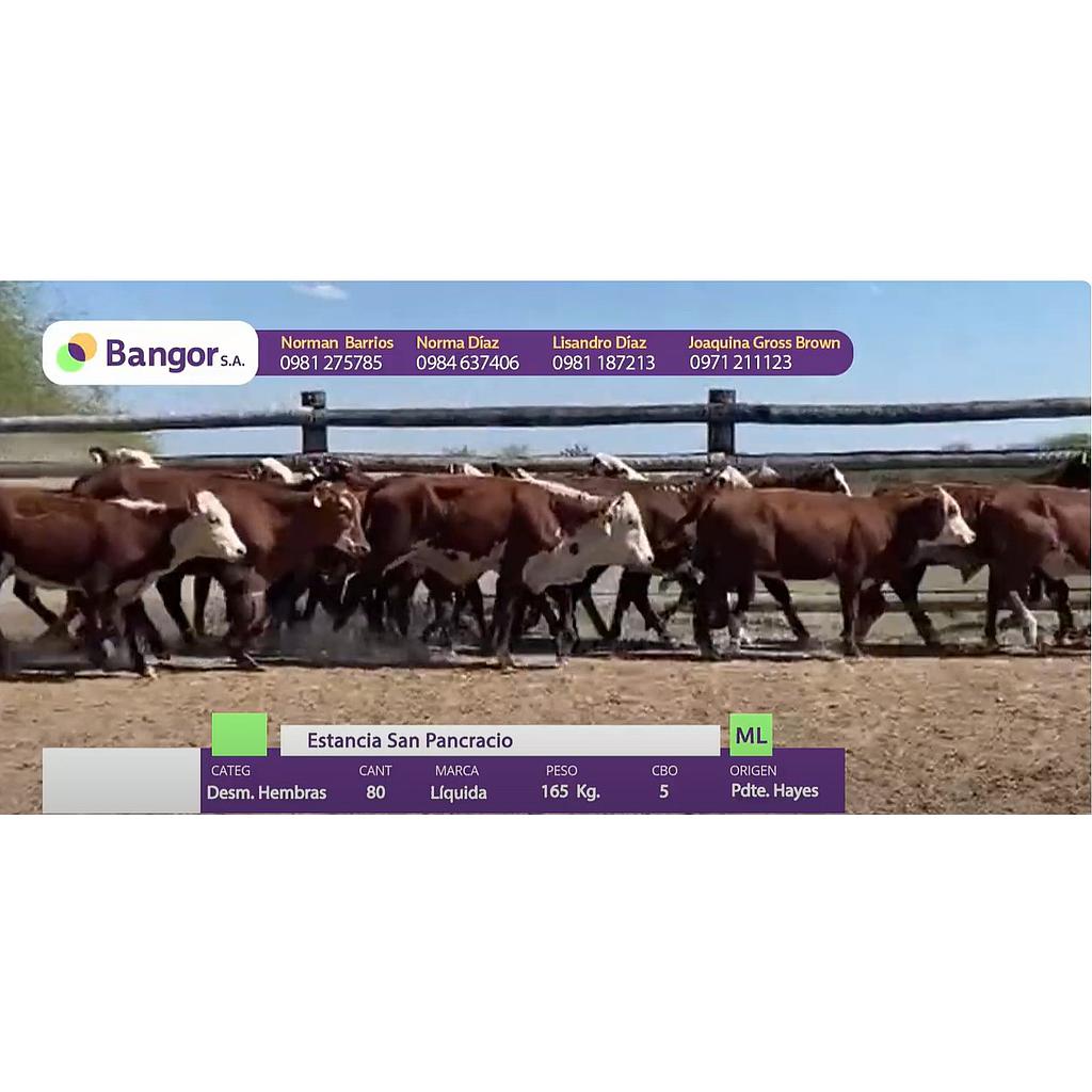 Auction For LOTE 09 - DESMAMANTES HEMBRAS