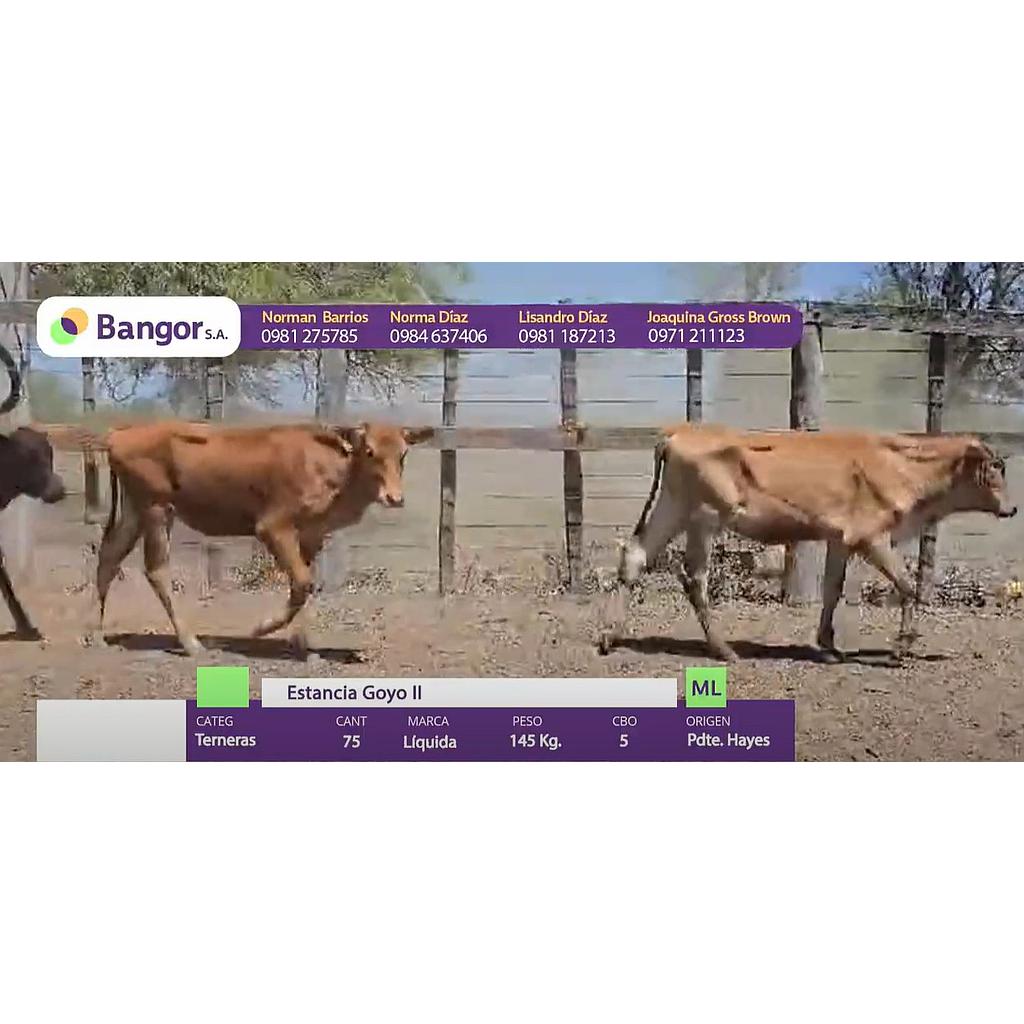 Auction For LOTE 07 - TERNERAS