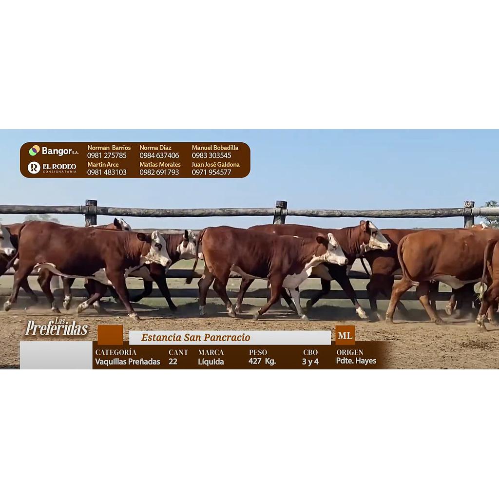 Auction For INSP 1111 - VAQUILLAS PREÑDAS