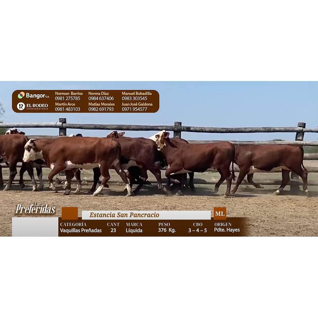 Auction For INSP 3333 - VAQUILLAS PREÑADAS