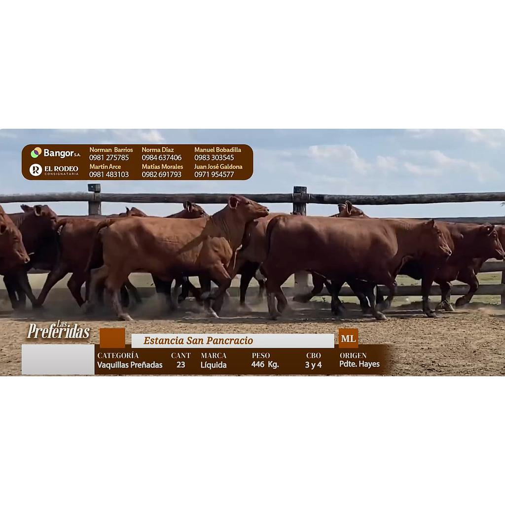 Auction For INSP 7777 - VAQUILLAS PREÑADAS