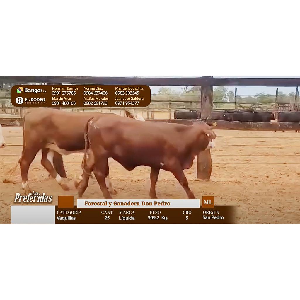 Auction For INSP 1744 - VAQUILLAS