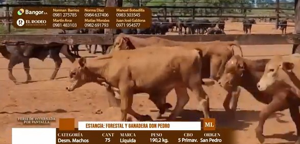 Auction For LOTE 02 - DESMAMANTES MACHOS