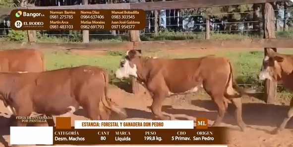 Auction For LOTE 03 - DESMAMANTES MACHOS