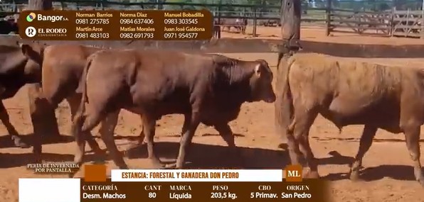 Auction For LOTE 04 - DESMAMANTES MACHOS