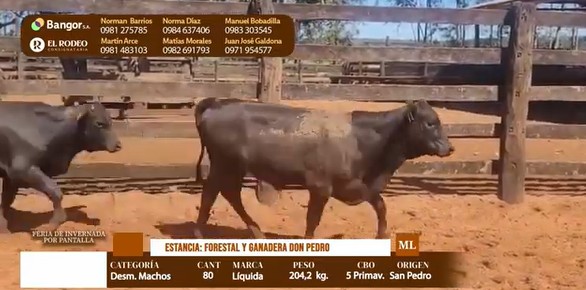 Auction For LOTE 05 - DESMAMANTES MACHOS