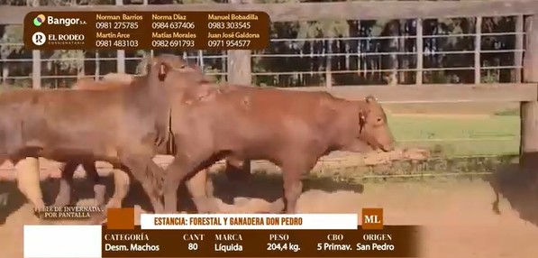 Auction For LOTE 06 - DESMAMANTES MACHOS