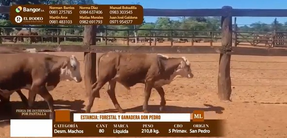 Auction For LOTE 07 - DESMAMANTES MACHOS