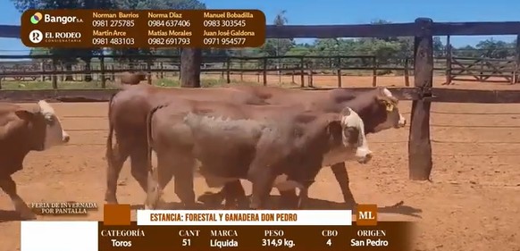 Auction For LOTE 08 - TOROS