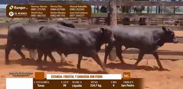 Auction For LOTE 09 - TOROS